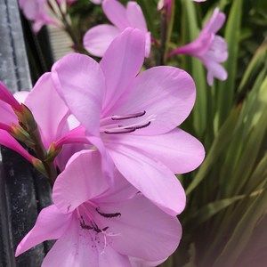 Meet your Posher, Eileen